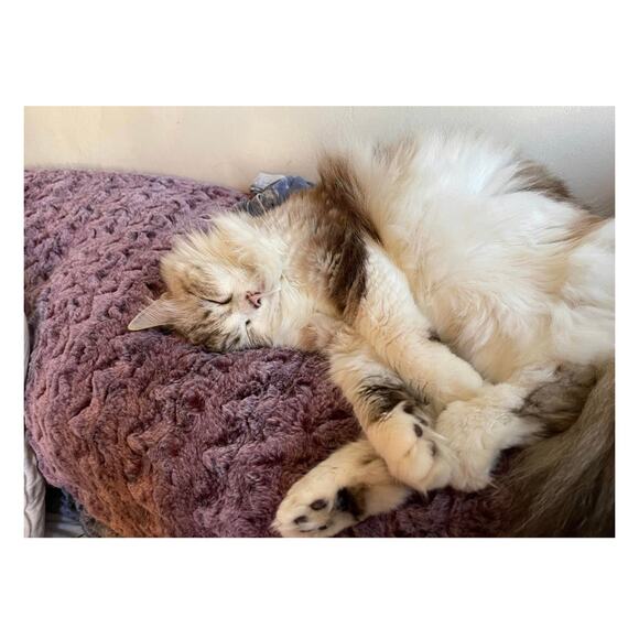 Vintage 1950s Green Chiffon Accordion Pleated Dress Cocktail BETTY INGVOLD READ - Picture 12 of 14